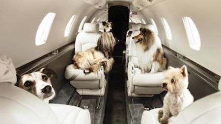 Private Jet Central sees 40% increase in Jet Setting Pets this year