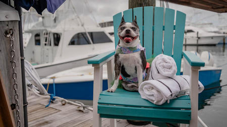 Pet-Friendly Getaways: Travel with Your Furry Friends through South Florida   