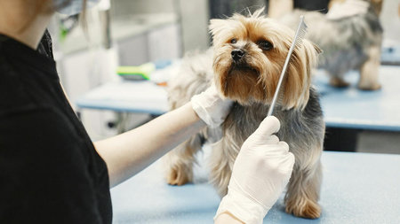 Beyond First-Class: How Luxury Pet Services Complete the Travel Experience