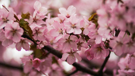 Cherry Blossom Package & Tea at Rosewood Washington, D.C.