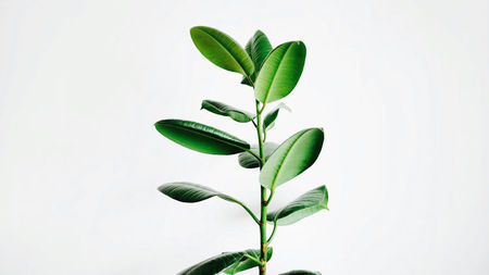 Gifts That Grow: Elevated Plant Ideas to Celebrate Someone You Love